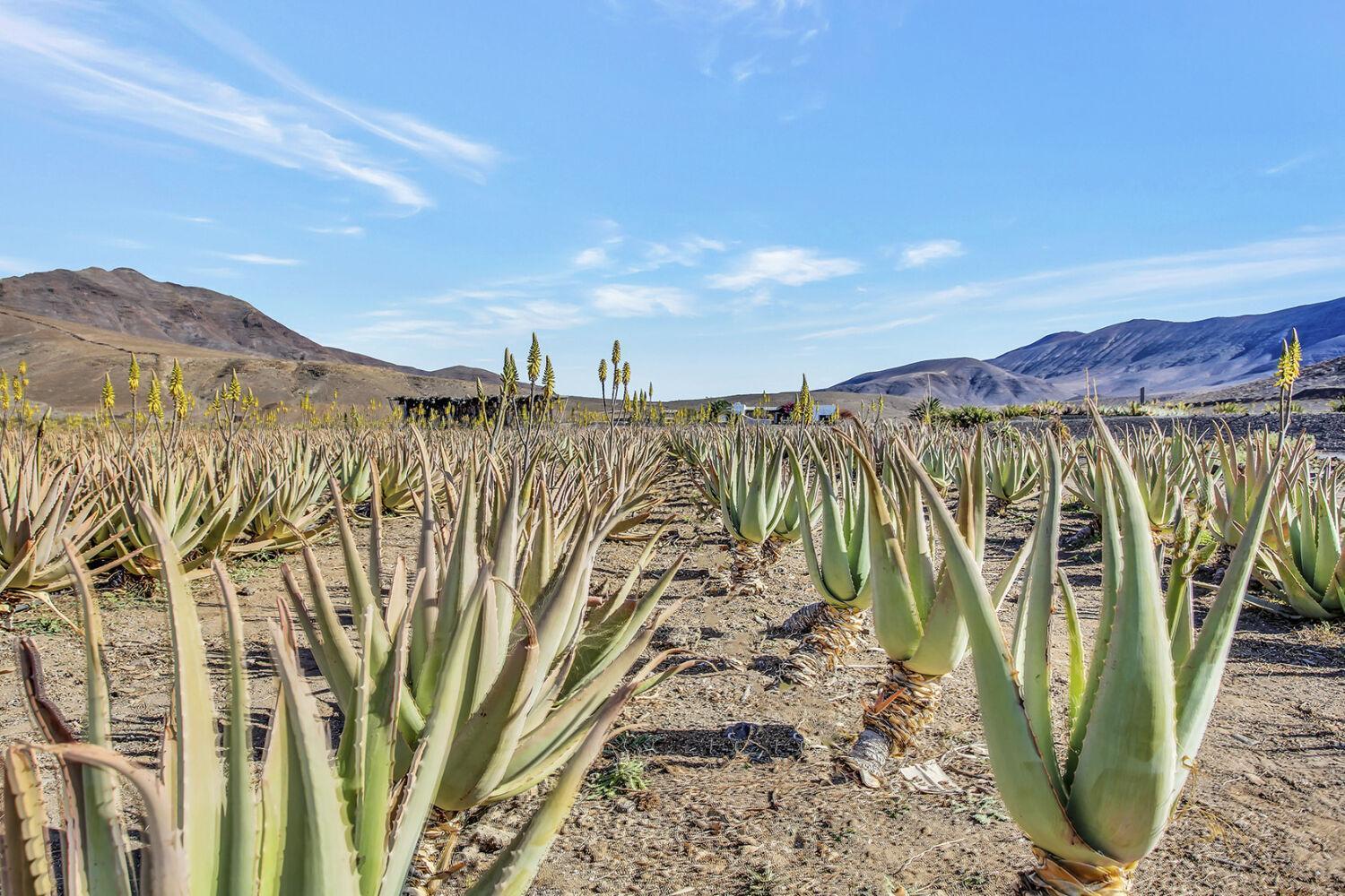 Casa Pilar, Aurora y Tarabilla en Finca Ecológica Teguitar Exterior foto